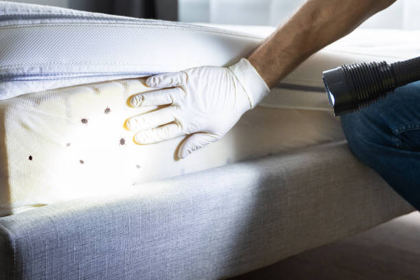 Best Ant Control Services  in Alanuk, AK