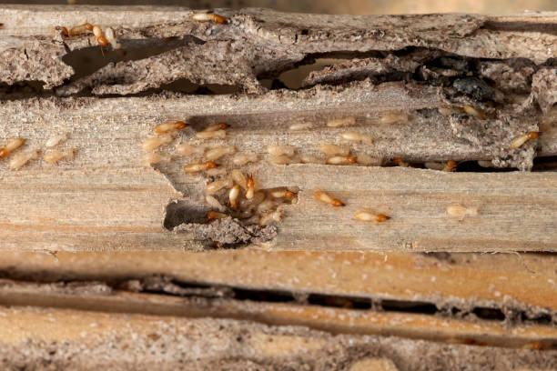 Best Pest Control Near Me  in Alanuk, AK